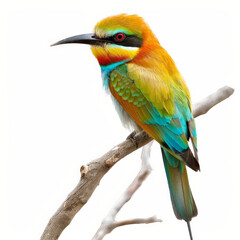 Fototapeta premium A colorful rainbow bee-eater with its vibrant plumage, perched on a twig, isolated on white background.