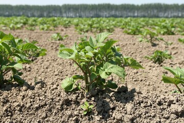 a little green growing potato plant in a field in the dutch countryside in summer closeup
