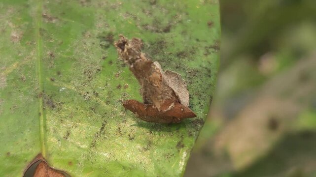 Bagworm moth, bagmoths, Apterona helicoidella, Psychidae, Macrolepidoptera walks with its house