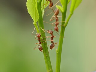 Weaver ants or Oecophylla smaragdina on orange tree with blur background