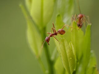 Weaver ants or Oecophylla are standing on green leaves