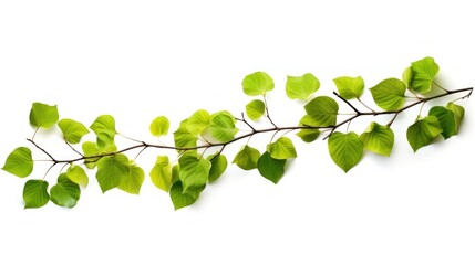 Obraz premium A close-up photorealistic image of linden tree branches with vibrant green leaves