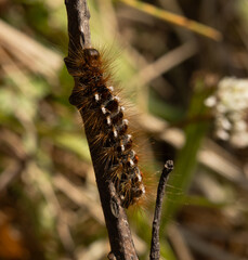 caterpillar on a branch 