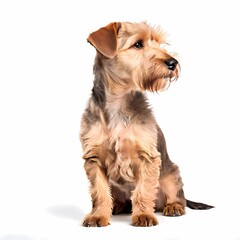 Lakeland terrier dog breed standing against white background, AI Generated