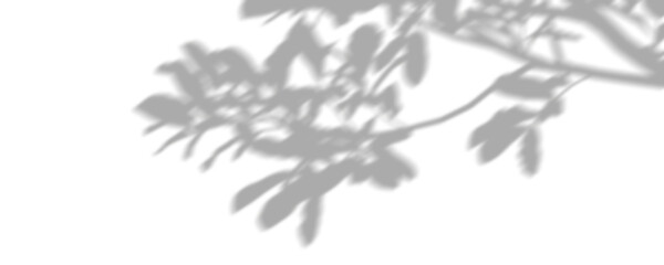 Isolate moody shadow tree branch shade on transparent backgrounds 3d illustrations png