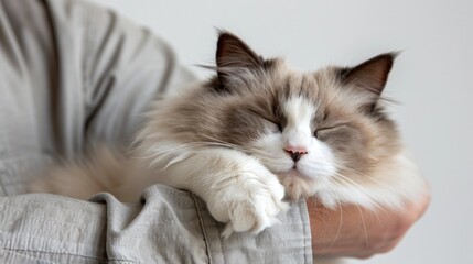 A fluffy Ragdoll cat draped over a human's arm, purring contentedly.