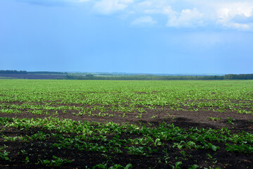 a field of potato plants with a blue rainy sky in the background  