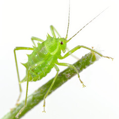 A close-up of a bright green aphid on a small stem, isolated on white background
