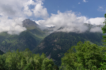 Nature in the mountains in summer. Green trees in summer against the background of snow-capped mountains. Flowering plants in the highlands. Mountain landscape. An environmentally friendly environment