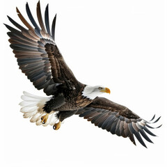 Naklejka premium A majestic bald eagle in flight with wings fully spread, sharp eyes focused forward, isolated on white background.