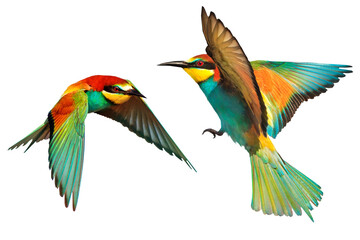 Fototapeta premium pair colorful birds ,european bee-eaters, in flight, isolated
