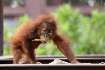 葉を口にくわえたオランウータンの子供 © osaru_photos