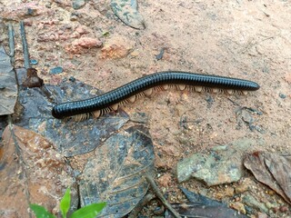 Millipede insect found in garden, forest wildlife insect
