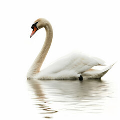 Fototapeta premium A graceful mute swan gliding smoothly on water, its long neck curved elegantly, isolated on white background.