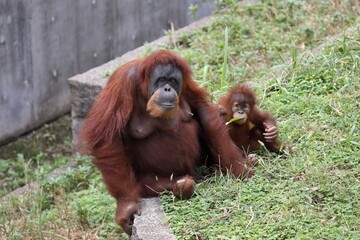 座ったオランウータンの親子