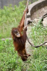 ロープを掴んだオランウータンの赤ちゃん