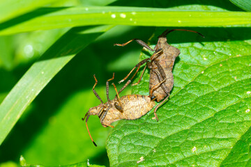 Lederwanze (Coreus marginatus) bei der Paarung