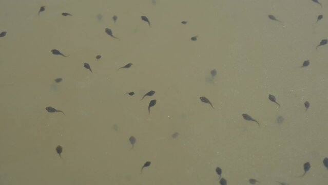 Tadpoles are swimming in river water. Black small frog tadpoles swimming in water. Nature wildlife. Pond ecosystem. Tadpole swimming. Forest pond. Indian wildlife. Baby frogs. 