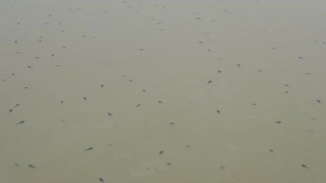 Tadpoles are swimming in river water. Black small frog tadpoles swimming in water. Nature wildlife. Pond ecosystem. Tadpole swimming. Forest pond. Indian wildlife. Baby frogs. 