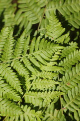 fern leaves in the forest