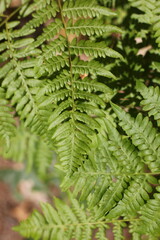fern leaf background