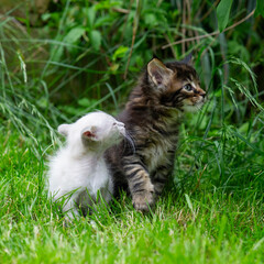 Balinese und Maine Coon Kitten im Garten