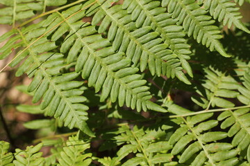 fern leaves in the forest