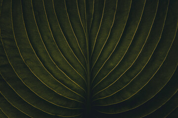 Closeup of tropical jungle leaf with vein texture, dark moody green, chic stylish creative artistic...