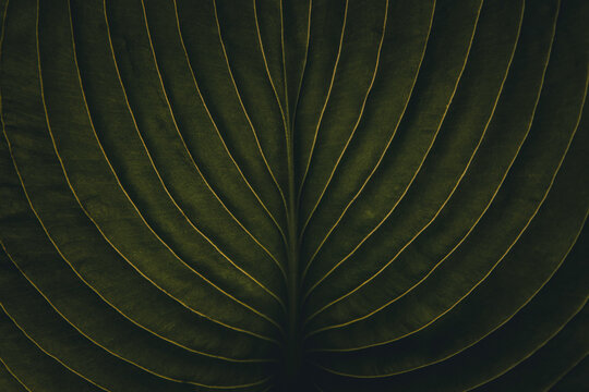 Closeup of tropical jungle leaf with vein texture, dark moody green, chic stylish creative artistic nature botanical background photography, full frame shot, exotic fashion or blog banner
