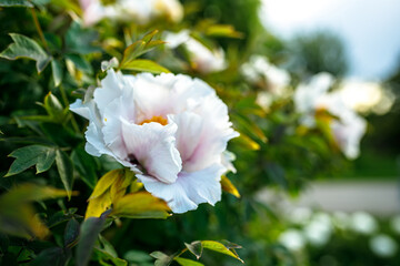 White peony flower in the garden. Shallow depth of field.