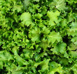 Fresh and green lettuce from organic farm as a texture background