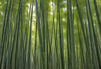 Fototapeta premium Deep bamboo forest, lights from above