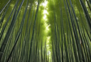 Fototapeta premium Deep bamboo forest, lights from above
