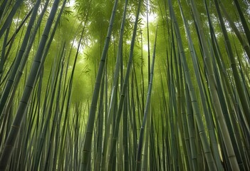 Deep bamboo forest, lights from above