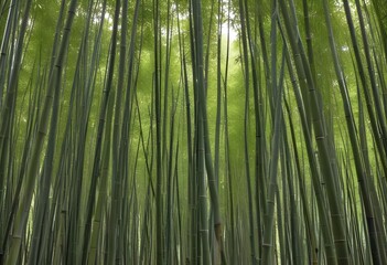 Fototapeta premium mesmerizing waste bamboo forest, no people