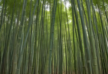 Fototapeta premium mesmerizing waste bamboo forest, no people