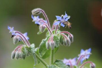 Borago officinalis. Borage also known as a starflower.