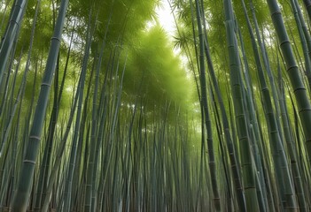 Fototapeta premium mesmerizing waste bamboo forest, no people