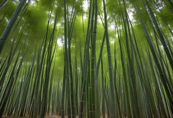 Fototapeta premium mesmerizing waste bamboo forest, no people