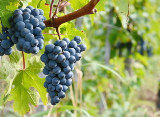 Bunch of ripe grapes in the vineyard just before the harvest. Grape harvest in october. 