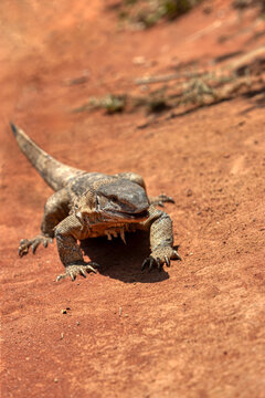 legavaan Rock monitor lizard,Varanus albigularis,Varanidae, leguaan or likkewaan, warming up in the sun skin shedding, in southern africa