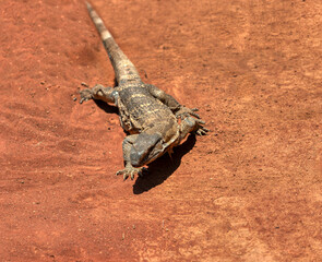 legavaan Rock monitor lizard,Varanus albigularis,Varanidae, leguaan or likkewaan, warming up in the sun skin shedding, in southern africa