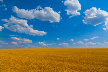 summer golden wheat  field under blue cloudy sky