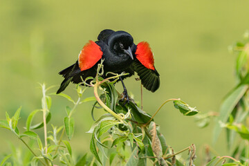 Red-winged Blackbird