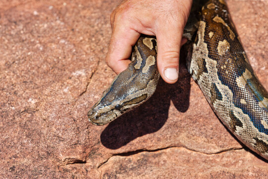 african rock python snake relocation , on a granite stone, man catching the snake, pest removal