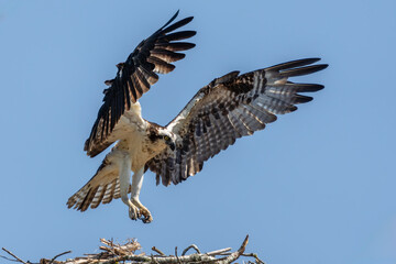 Osprey in landing on nest