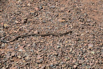 A snake on red gravel in Kyrgyzstan