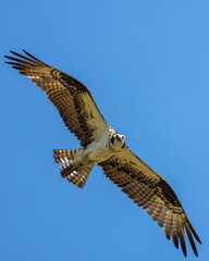 Osprey in flight