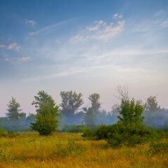 Fototapeta premium summer worest glade in mist at the early morning