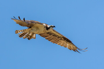 Osprey in flight